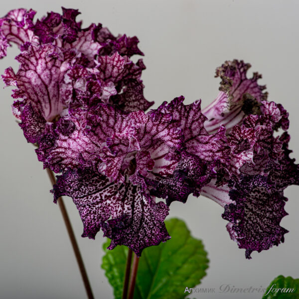 ds_2327_506