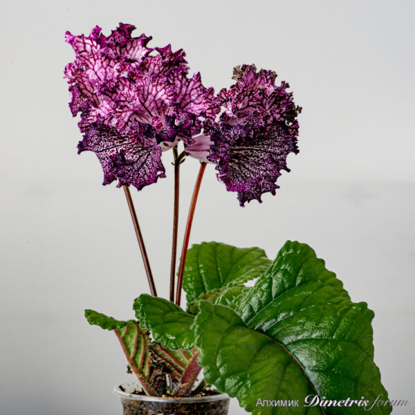 ds_2327__521