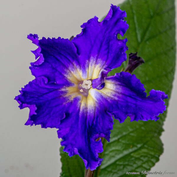 ds_2338_736