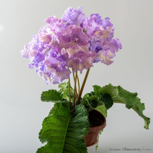 ds_2339_equalequal_152