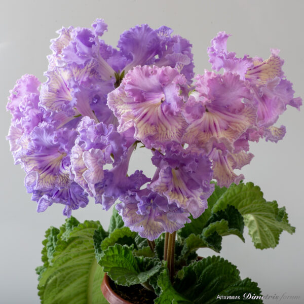 ds_2339equalequal_617
