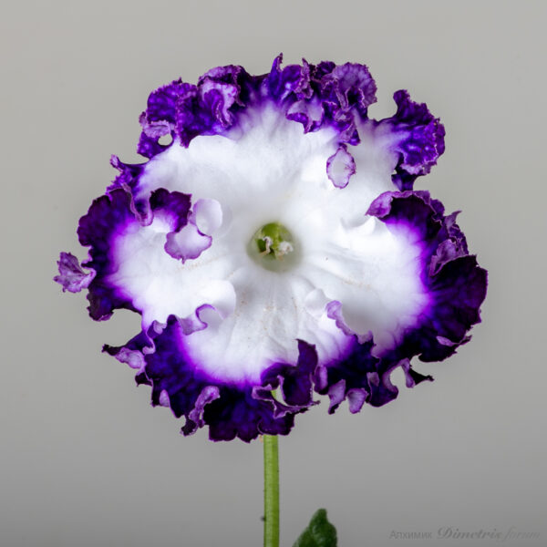 ds_2349__125