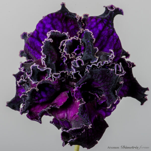 ds_2390_604