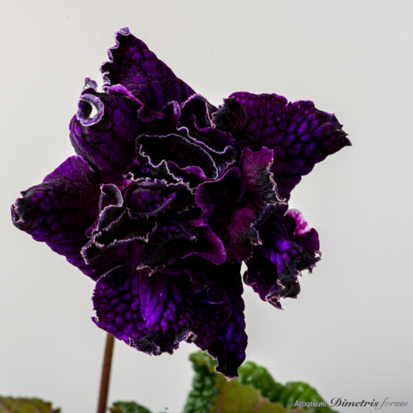 ds_2390__976