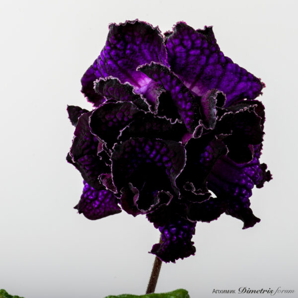 ds_2390___306