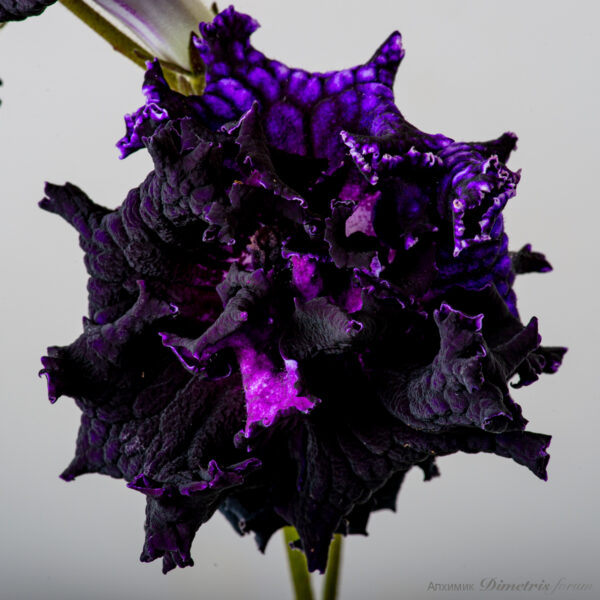 ds_2394_787