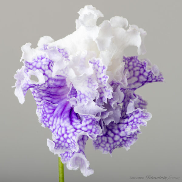 ds_2400_apr_109
