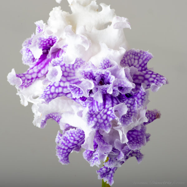 ds_2400_ue_117