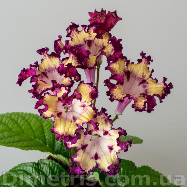 ds_2409_1_177