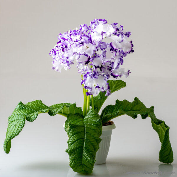 ds_2419__149