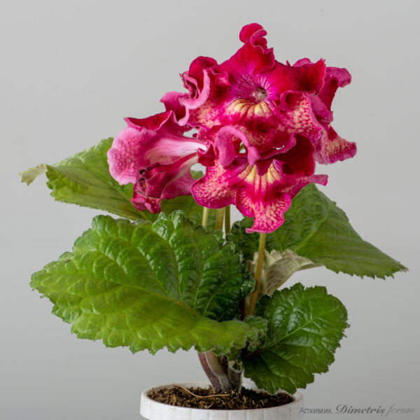 ds_2427__140