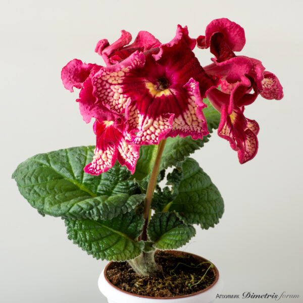 ds_2437__115