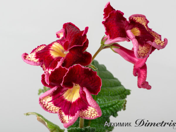 ds_2437equalequal_758