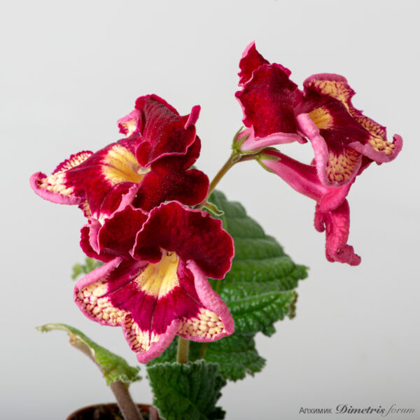 ds_2437equalequalequal_736