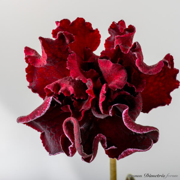 ds_2444_172