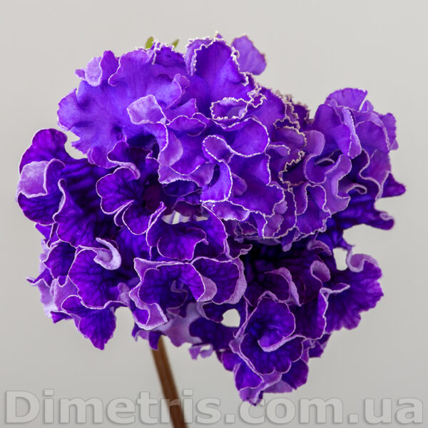 ds_2452_1_196