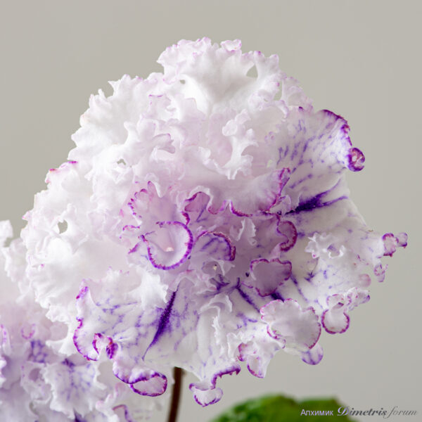 ds_2457_2020_427