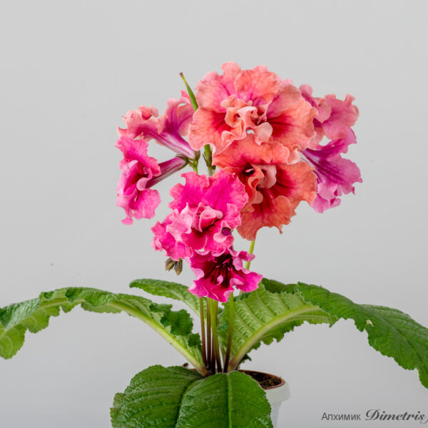 ds_2469__627