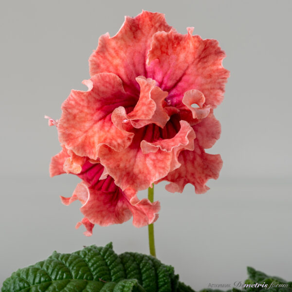 ds_2469___182