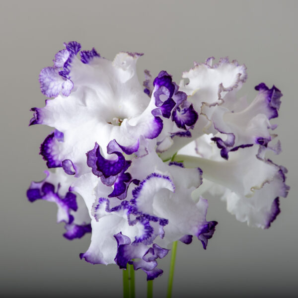 ds_2482___718