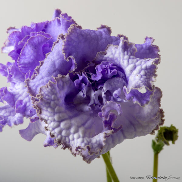 ds_2485_283