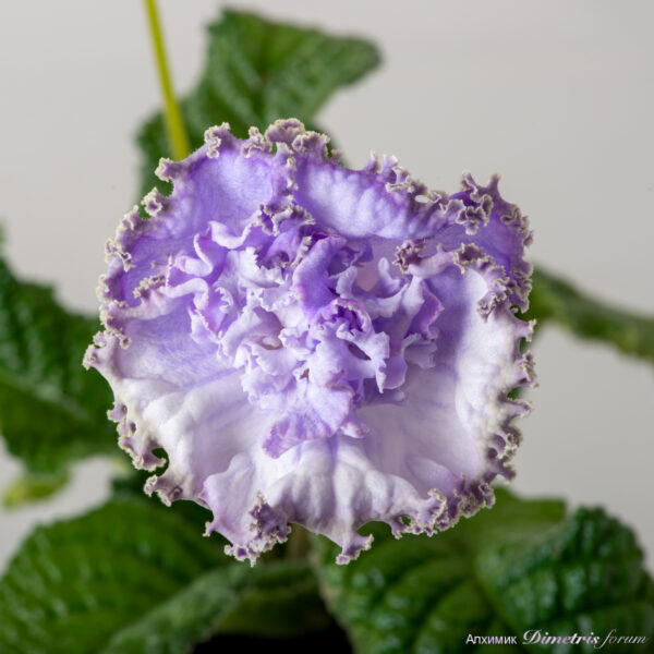 ds_2485___185