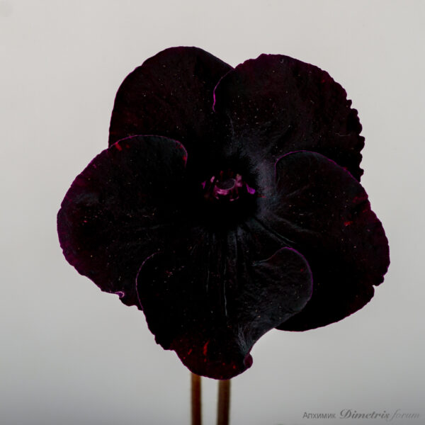 ds_2487__195