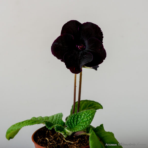 ds_2487__196