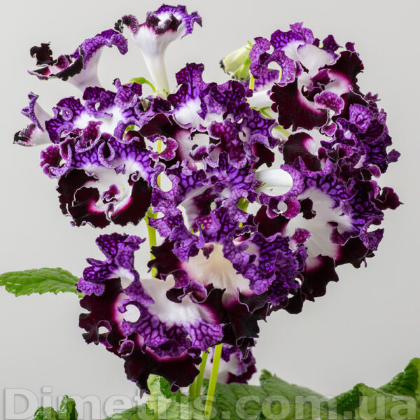 ds_2505_1_197