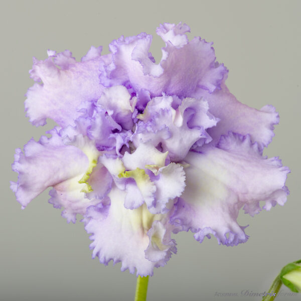 ds_2529__143