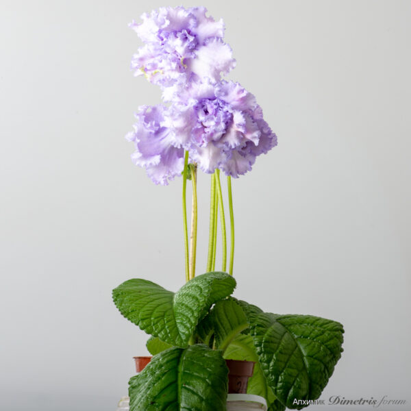 ds_2529___976