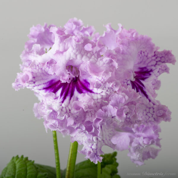 ds_2576_165