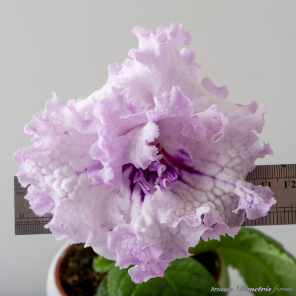 ds_2576_199