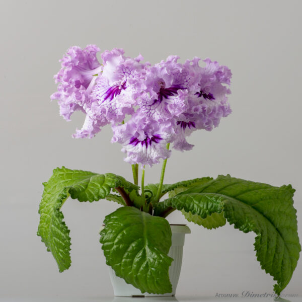 ds_2576_413