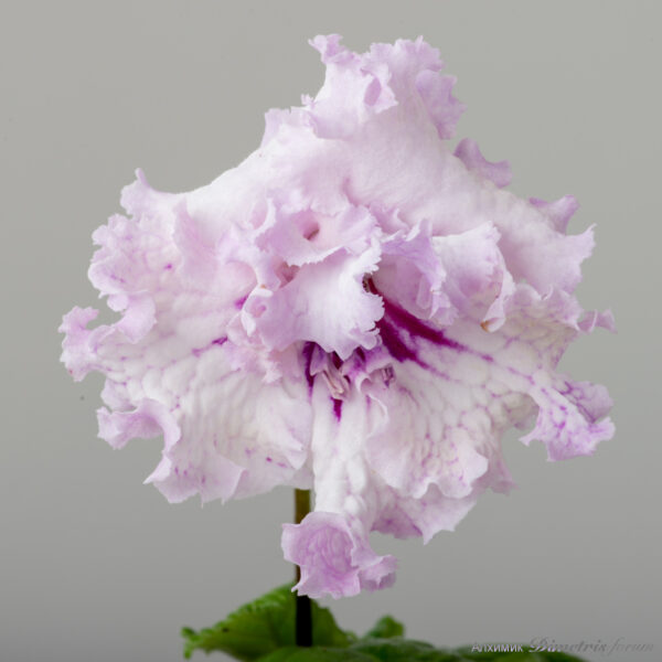 ds_2576__136