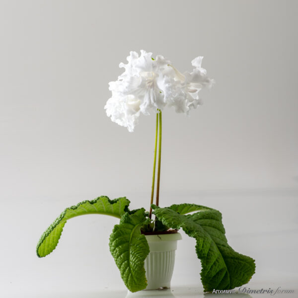 ds_2599__179