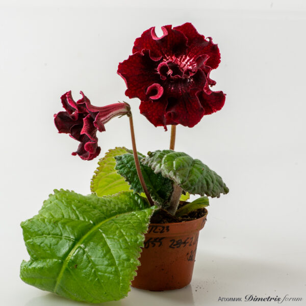 ds_2613__196