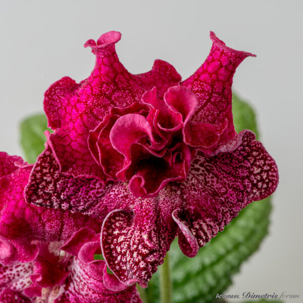 ds_2614_397