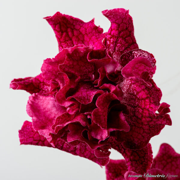 ds_2614__654 ds_2614__654