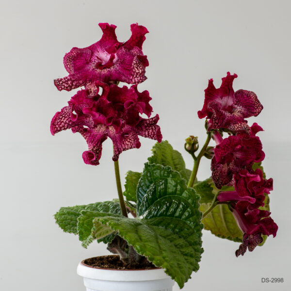 ds_2614__872 ds_2614__872