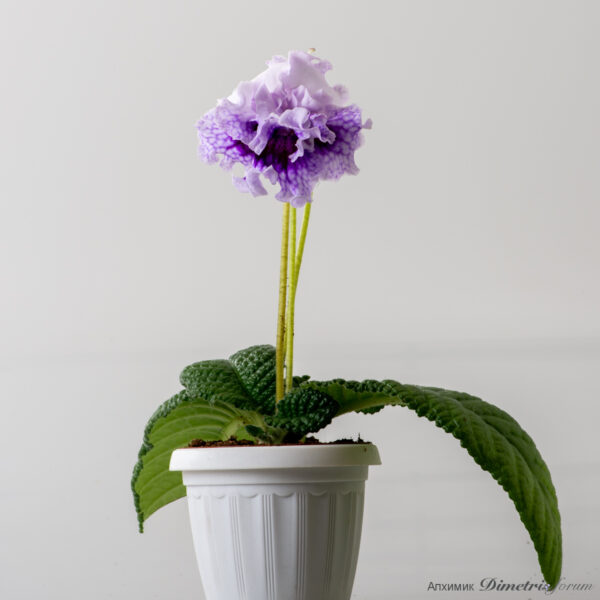 ds_2622__799