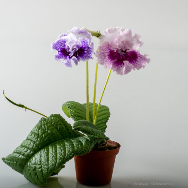 ds_2622_ae_155