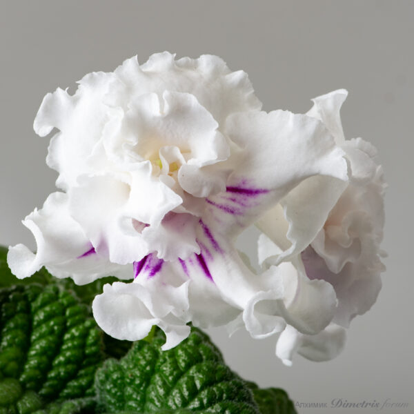 ds_2624__104