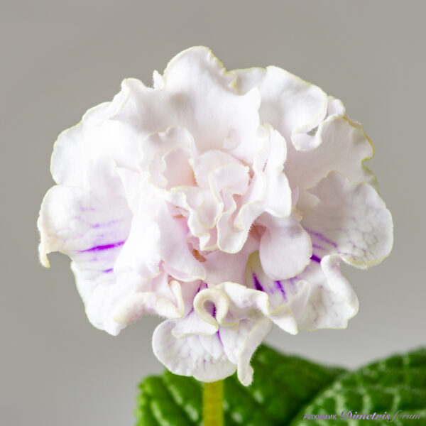 ds_2625_342 ds_2625_342