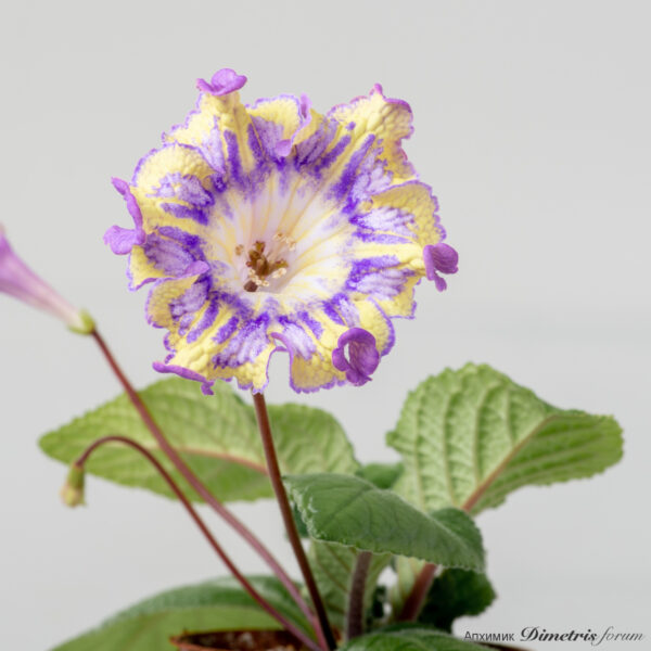 ds_2637_159