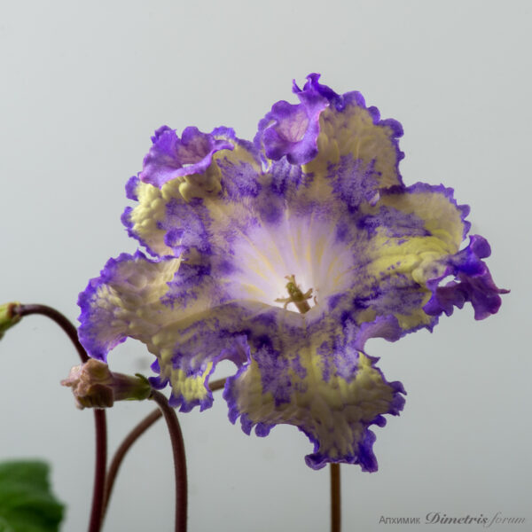 ds_2637_587
