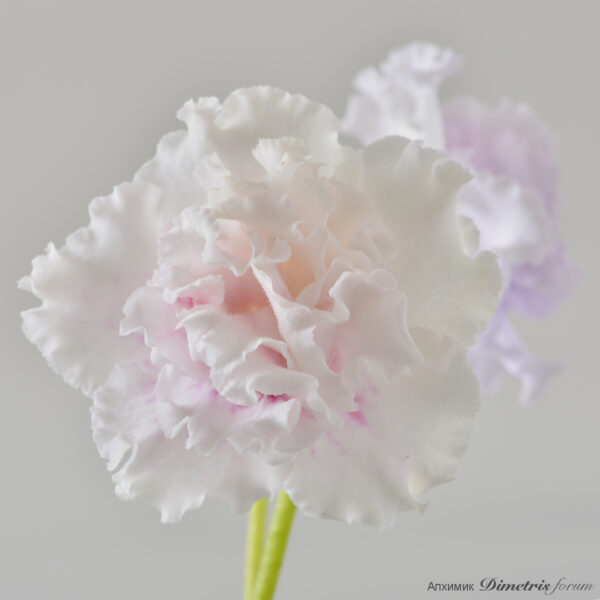 ds_2641___168
