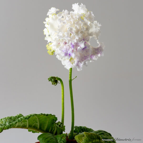 ds_2655_117