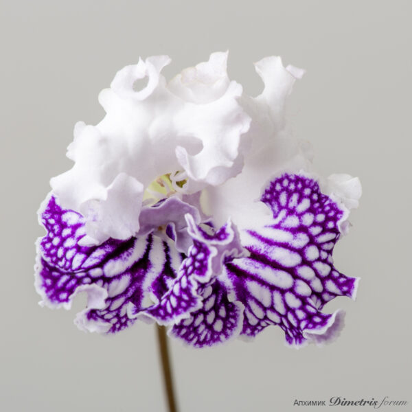 ds_2659_176