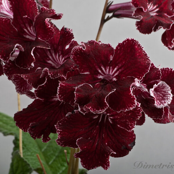 ds_267_5_ae_227
